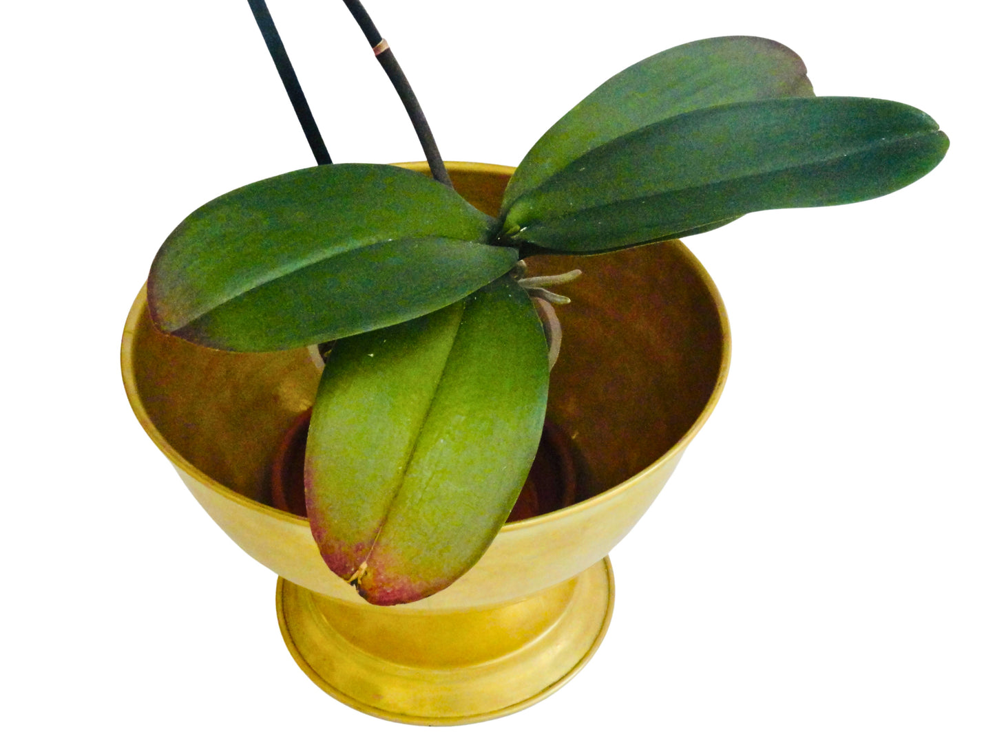 Generico, Cuenco Centro de Mesa, Dorado, Latón, S XX, 18 cm alto x 26.5 cm diámetro abertura. Peso: 450 gr.